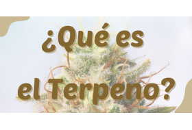 ¿Qué son los terpenos? 