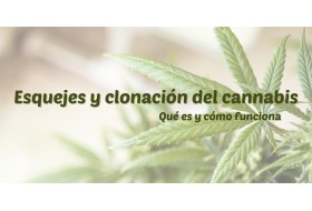 Esquejes y clonación del cannabis:...