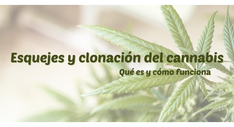  Esquejes y clonación del cannabis:...