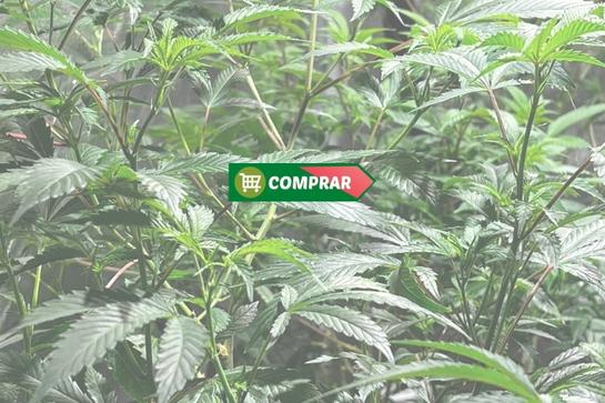 catalogo de los productos de grow